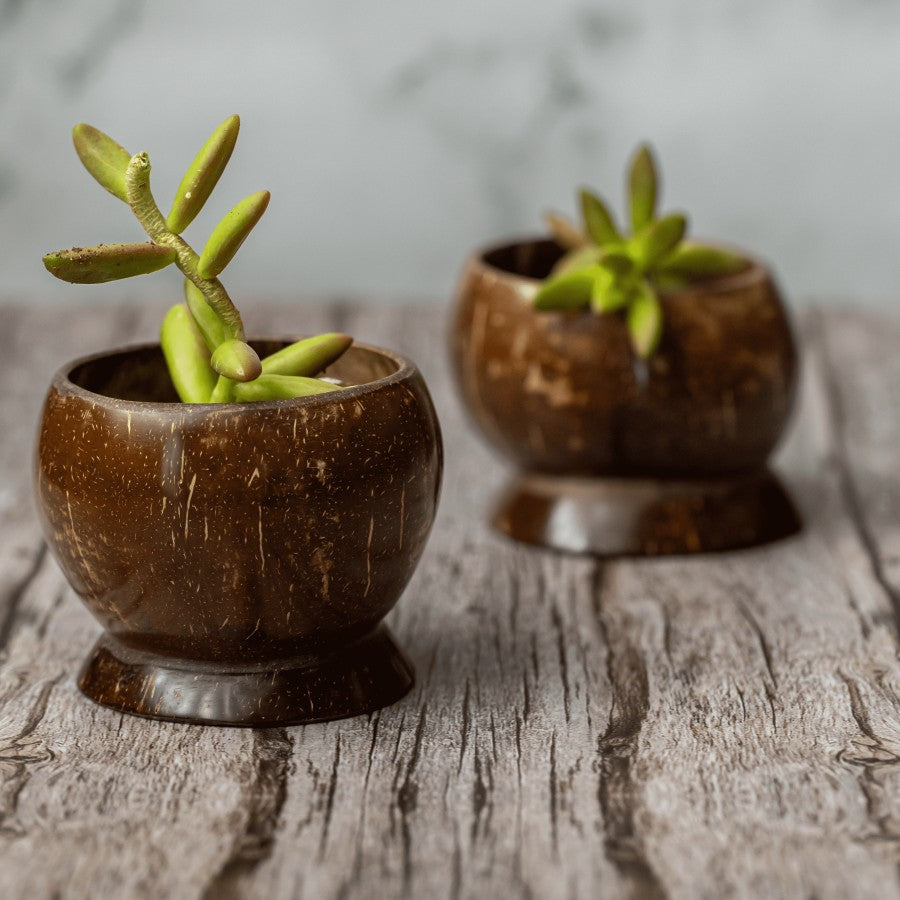 Indoor Potted Plant Thriving in Coco base Bowl - Eco-Friendly and Sustainable Choice				